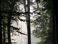 Forest silhouette  Forest silhouette with misty background : Posbank, Veluwe, atmosphere, autumn, background, backlight, beam, beuk, bomen, boom, bos, bright, buiten, creative nature, ecologische, ehs, enchanted, environment, fagus, fog, forest, fris, green, groen, harmony, haunt, haze, hoge veluwe, holland, hoofdstructuur, landscape, landschap, light, melancholia, melancholy, mist, mood, mysterious, mystery, mystic, nationaal park, national, natura 2000, nature, natuur, natuurbescherming, natuurbeschermingswet, nederland, nobody, park, phantom, ray, reserve, rudmer zwerver, scare, scene, scenics, silhouette, sky, spotlight, stem, sun, sunbeam, sunrise, tranquil, tree, twilight, vision, voorjaar, white, wilderness, woods